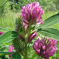 Ромашки спрятались? Нет! Ромашки спрятались? Нет!